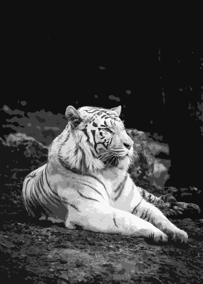White Tiger Abstract