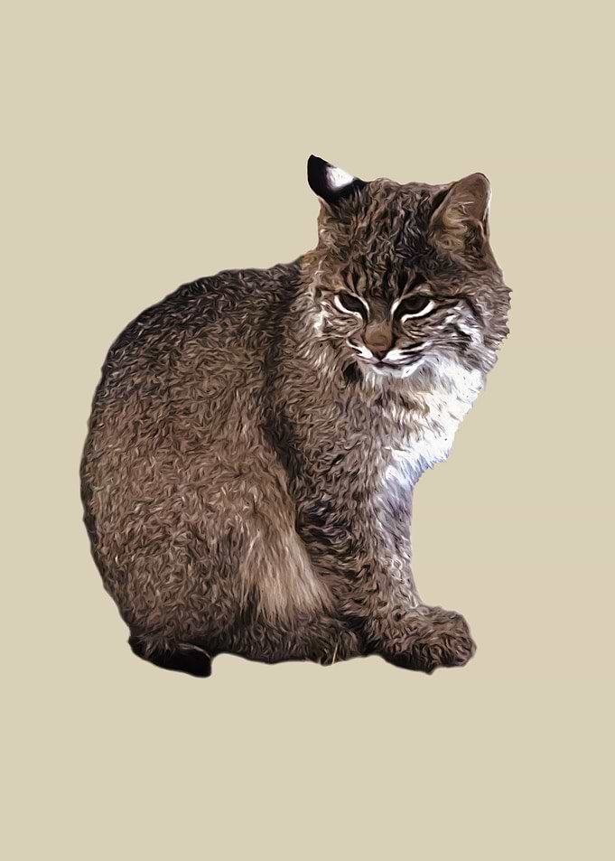 Bobcat