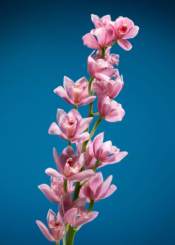 Orchid flower