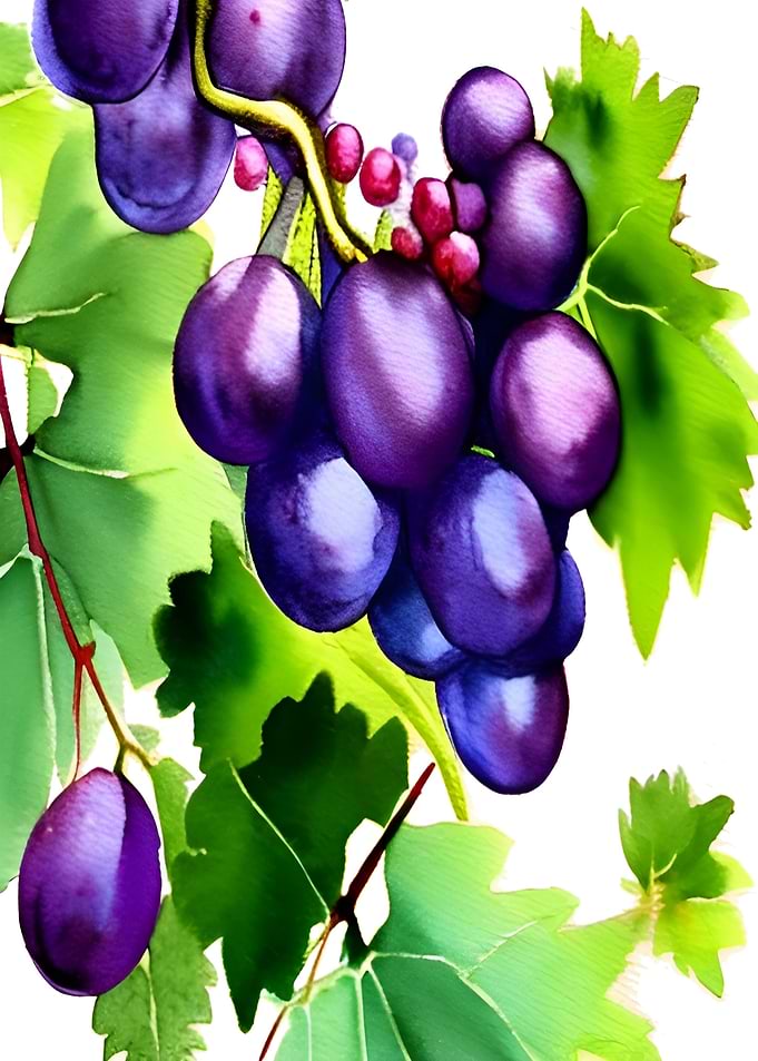 Grapes on a Vine