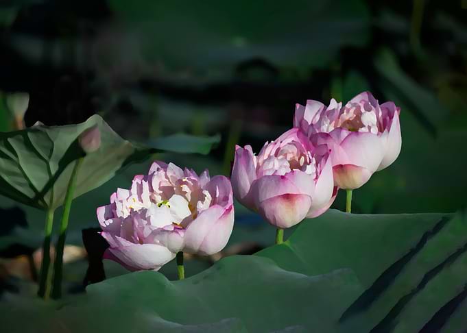 Lotus