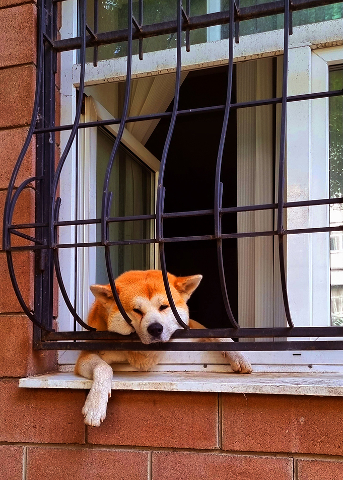 DOGS CARE IN THE HOUSE