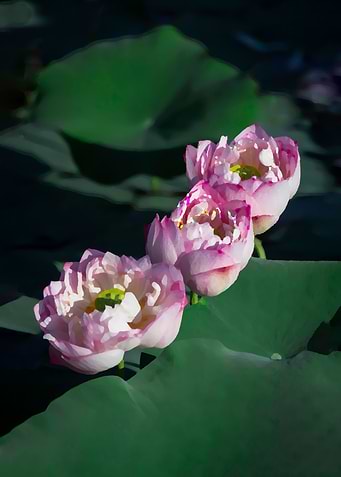 Lotus