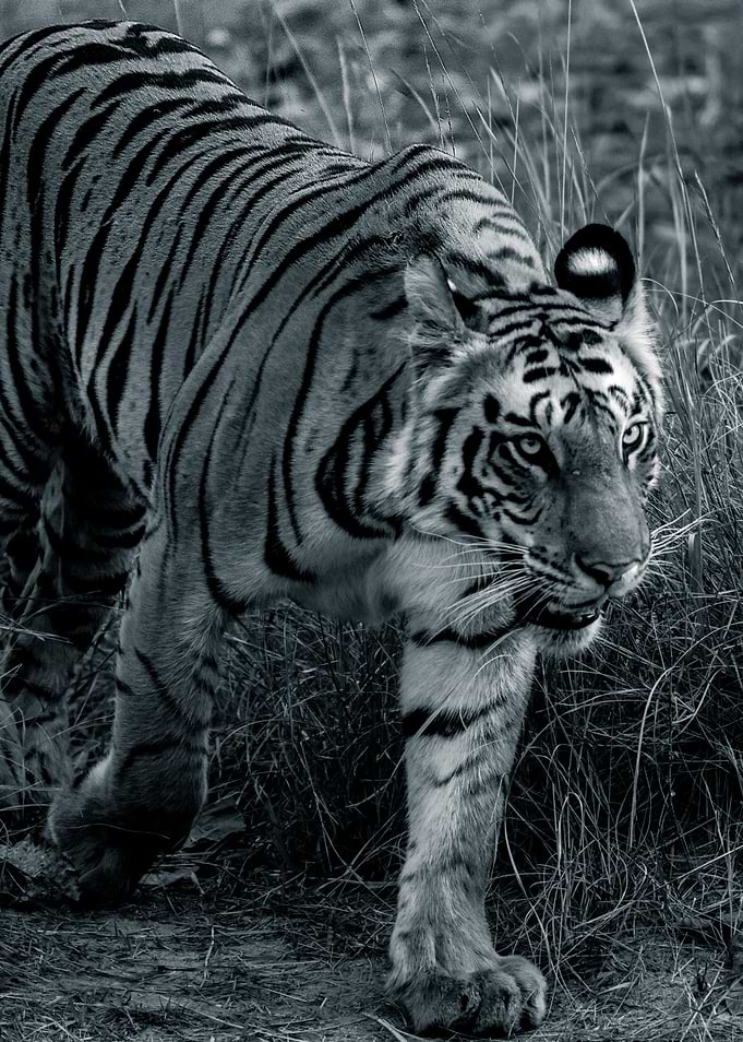 BW Maximum Intensity