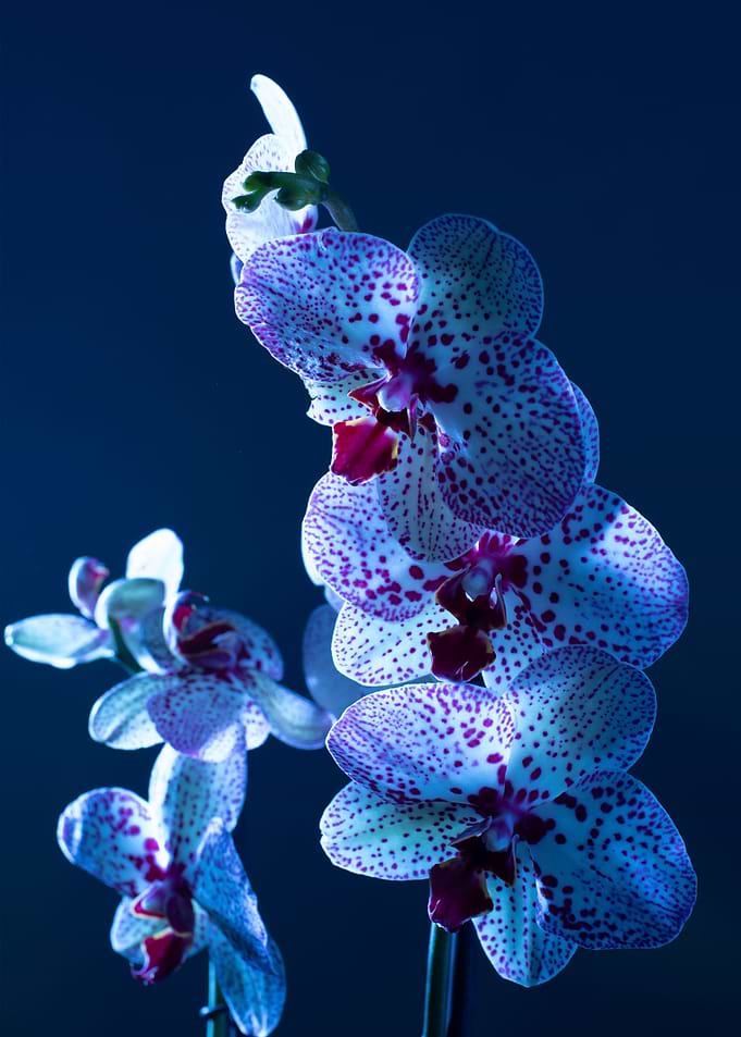 flower blue background