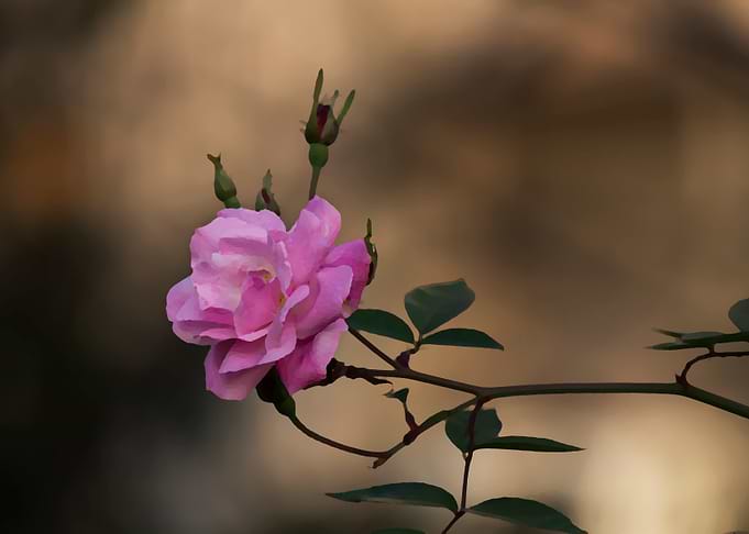 Rose