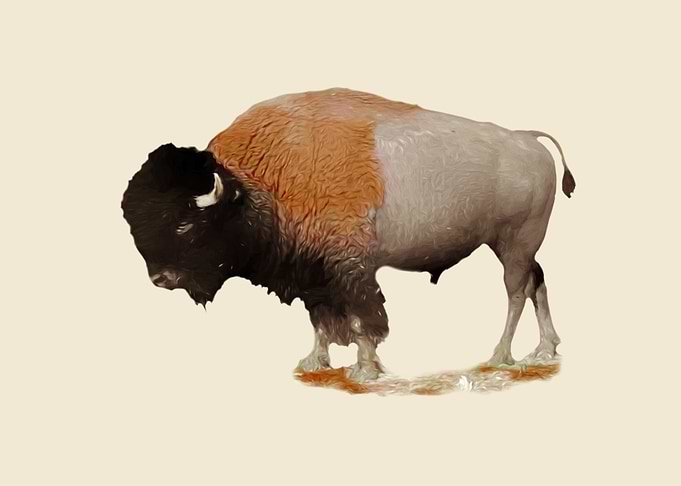 Bison