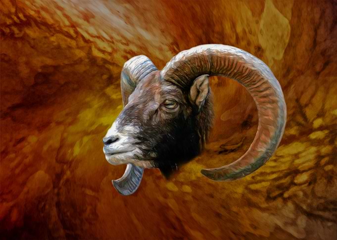 Mouflon