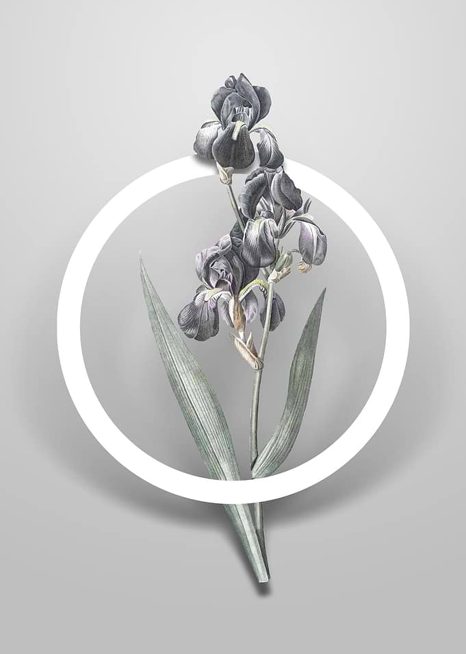 Dalmatian Iris Flower Art