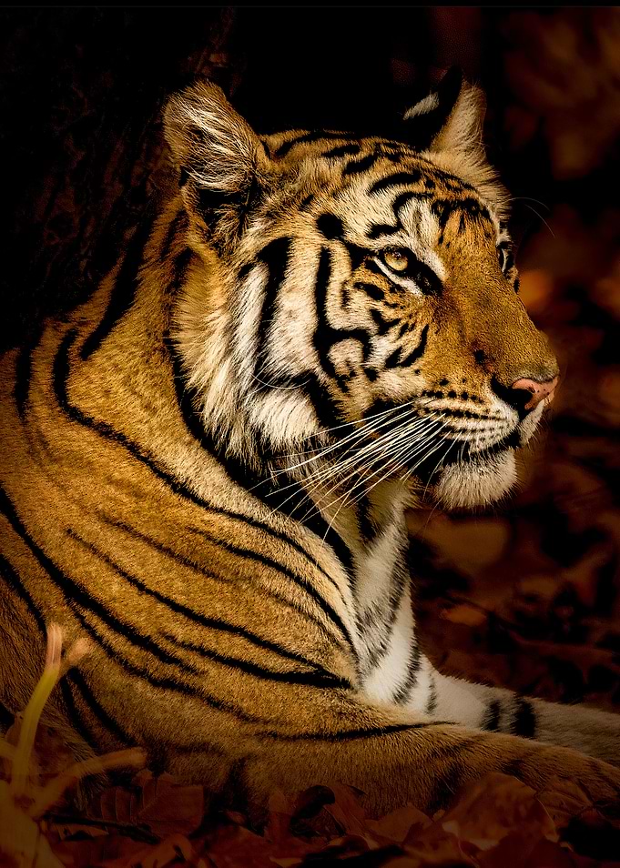 I Too Dream I am a tiger