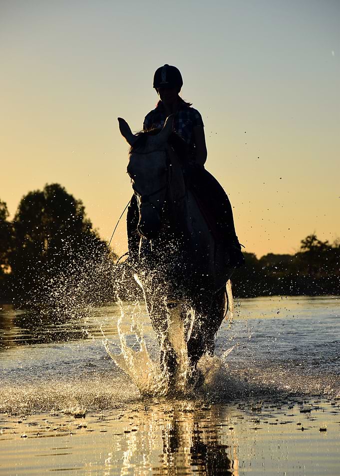 Horse Aestetik