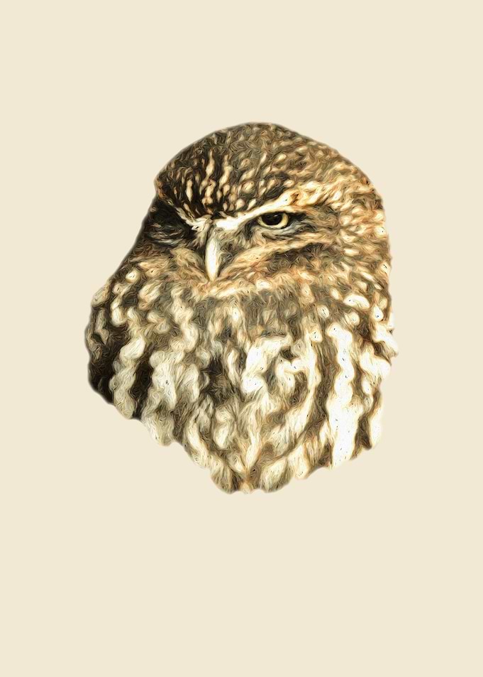 Little owl