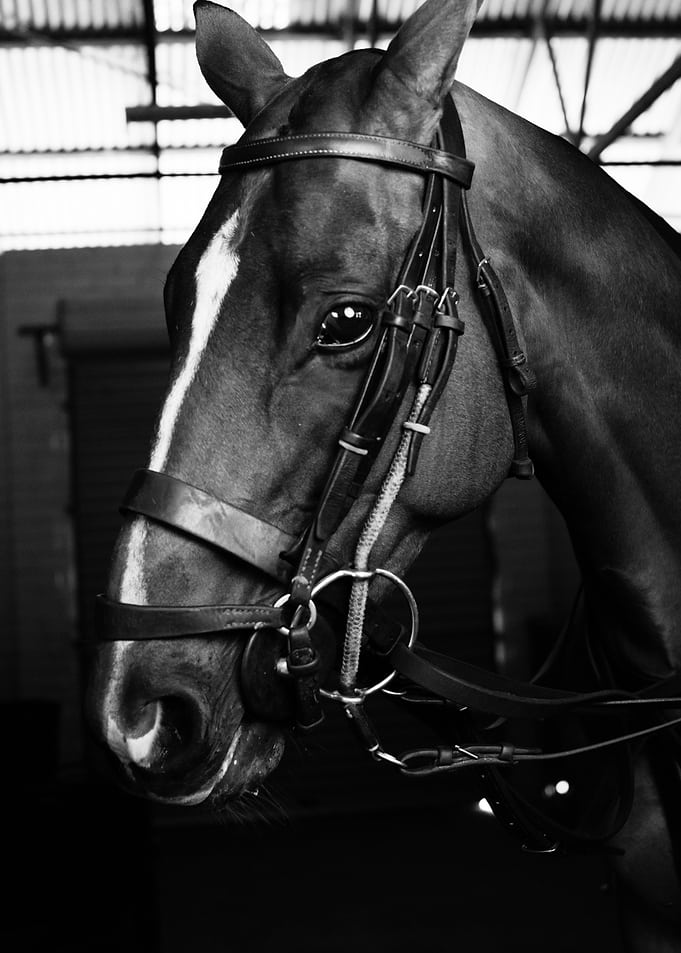 Horse Aestetik