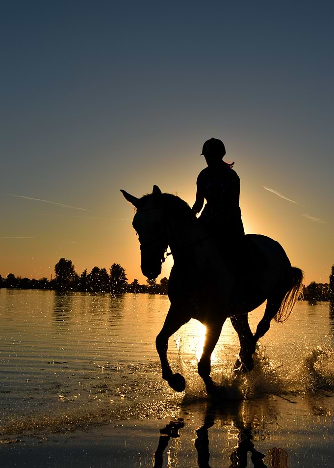 Horse Aestetik