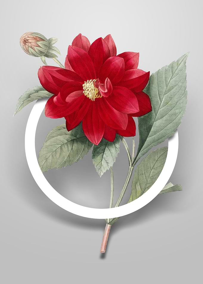 Double Dahlias Flower Art