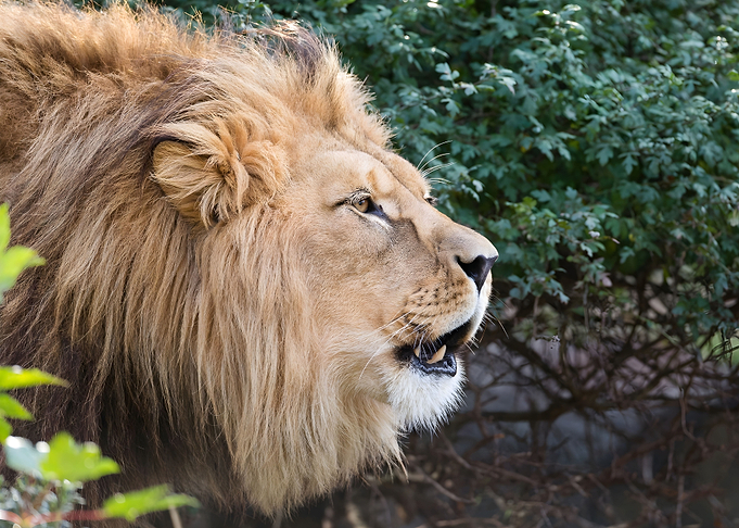 lion