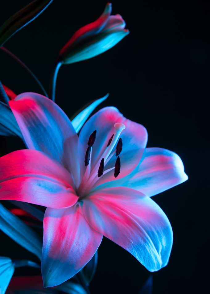 Orchid flower