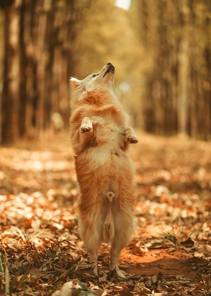 DOG STANDING