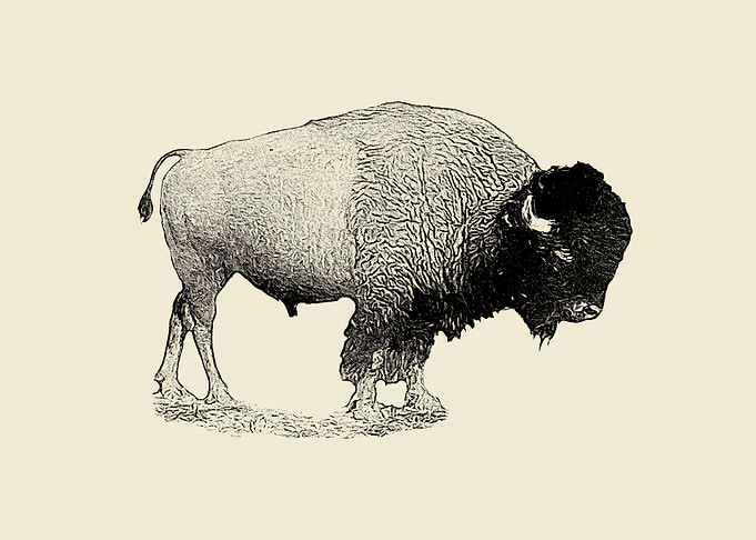 Bison