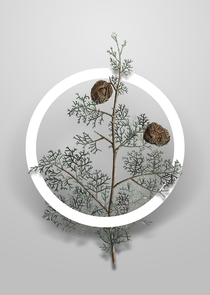 Mediterranean Cypress Art