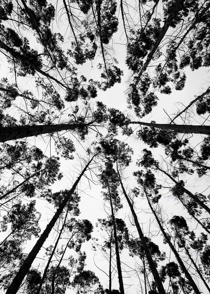 Tall Tree Cover