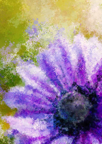 Wind Poppy
