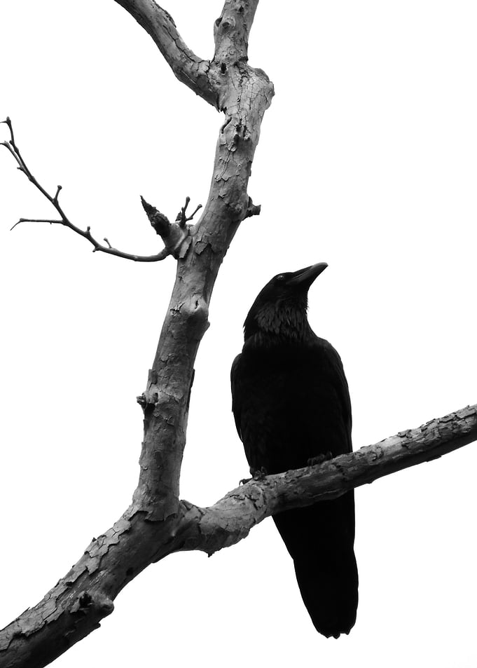 Crow on Tree Branch