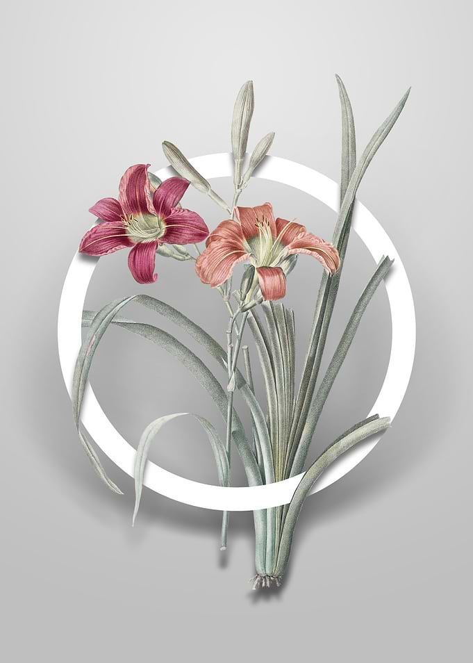 Orange Day Lily Flower Art