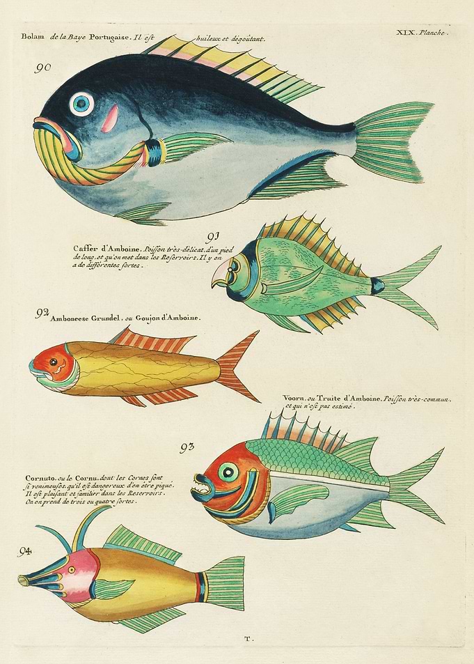 Colorful Fishes