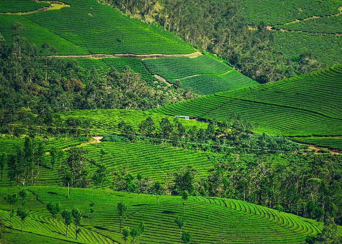 tea plantation