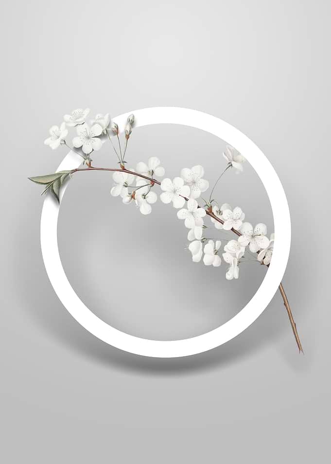 Amarena Cherry Flower Art