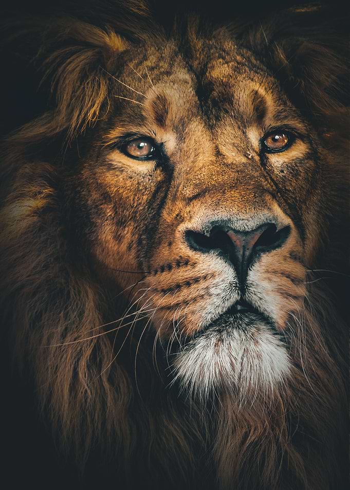 Lion King Head