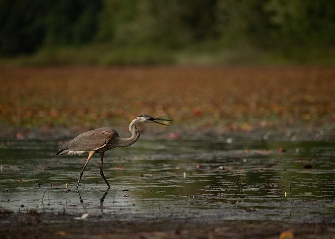 Great Blue Hunter