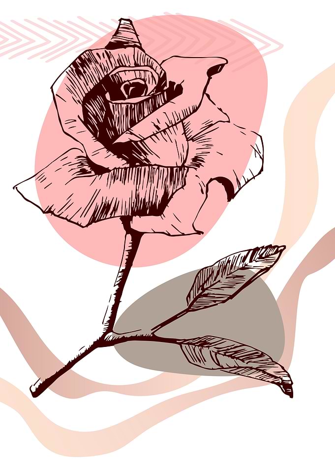 Rose Abstract