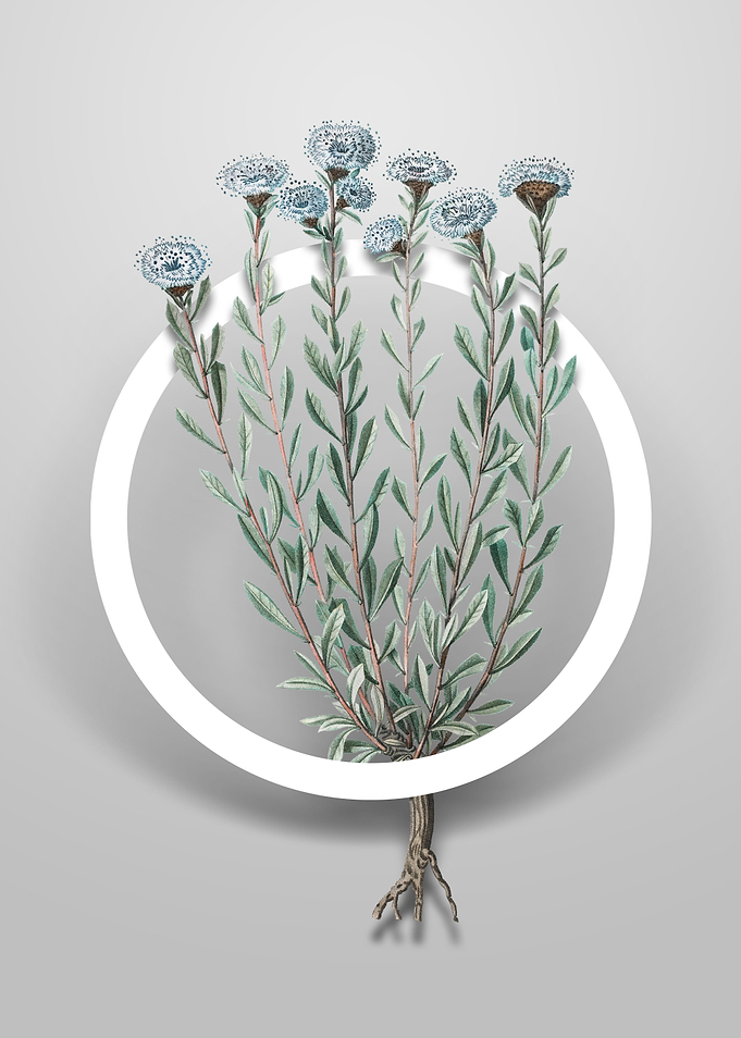 Globe Daisies Flower Art