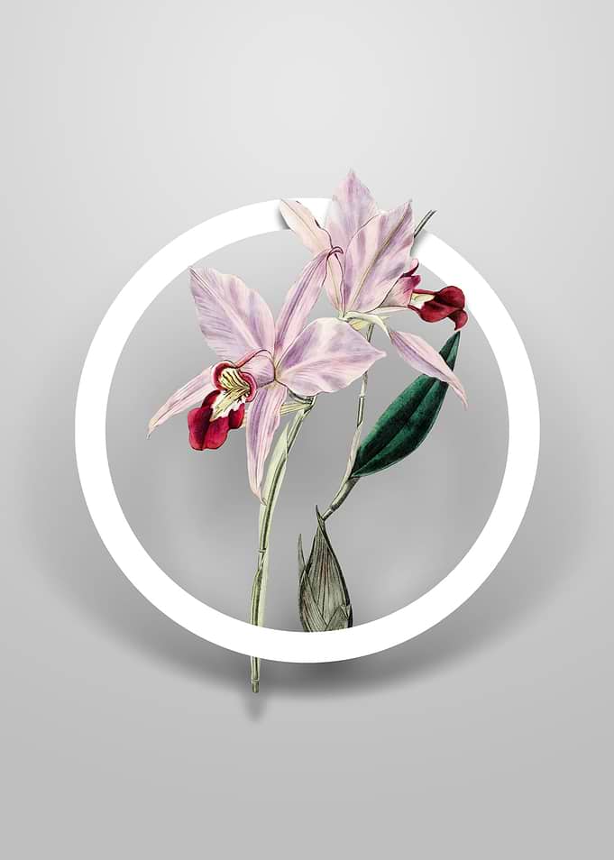 Two Edged Laelia Flower