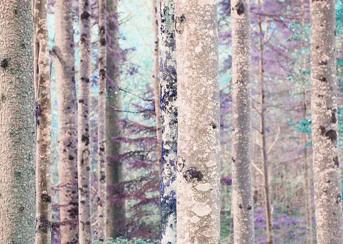 Fairytale Forest 1