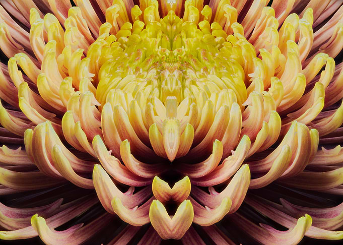 mandala of chrysanthemum