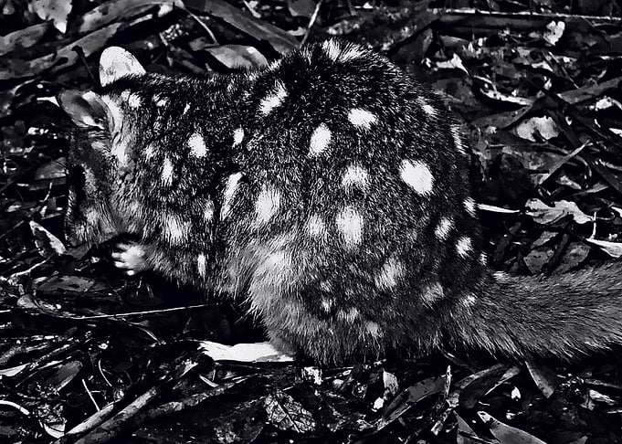 quoll