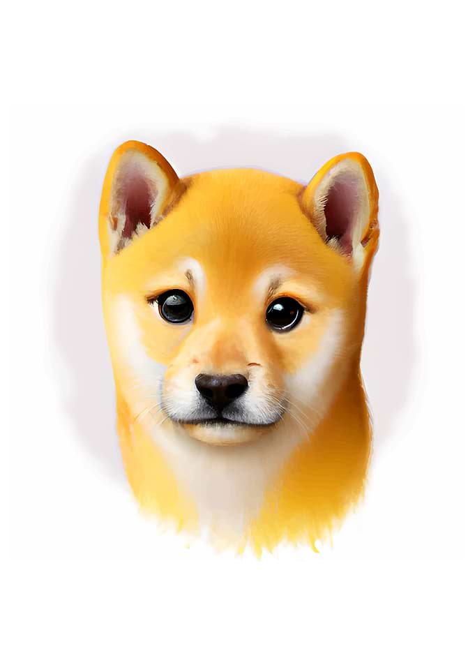 Cute Shiba Inu Dog