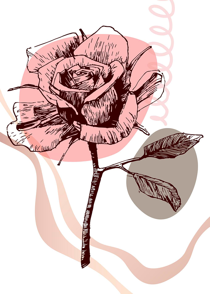 Rose Abstract