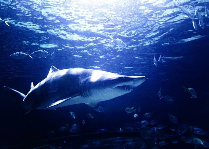 Shark