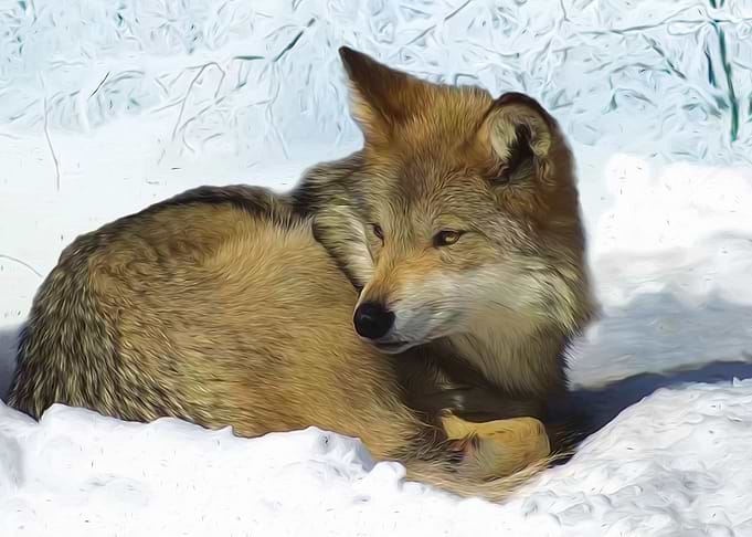 Wolf in the snow