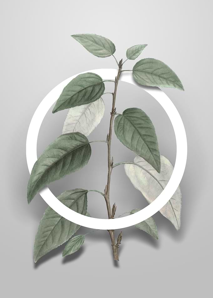 Balsam Poplar Leaves Art