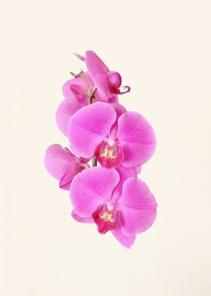 Orchid Flowers Print