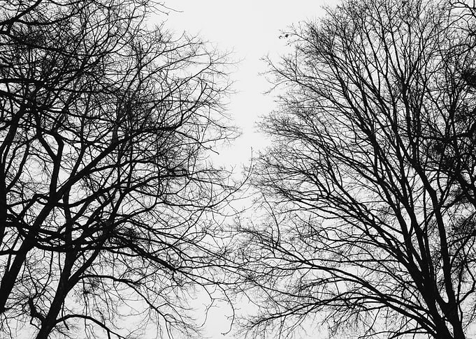 Tree Silhouettes 1