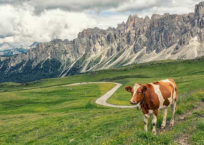 Alpine Meadow