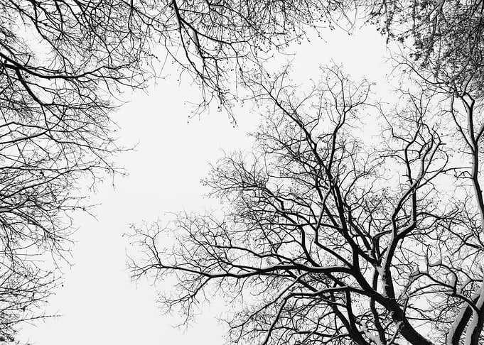 Snowy Tree Silhouettes 1