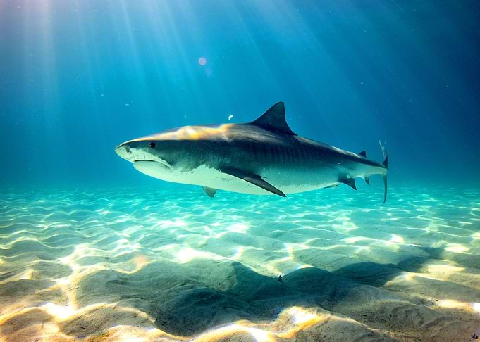 Shark