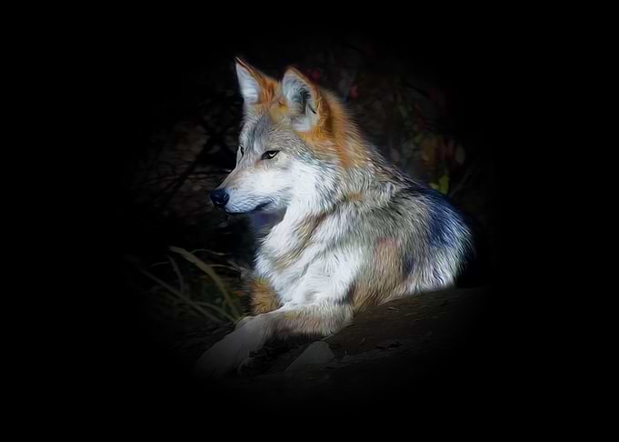 Grey wolf